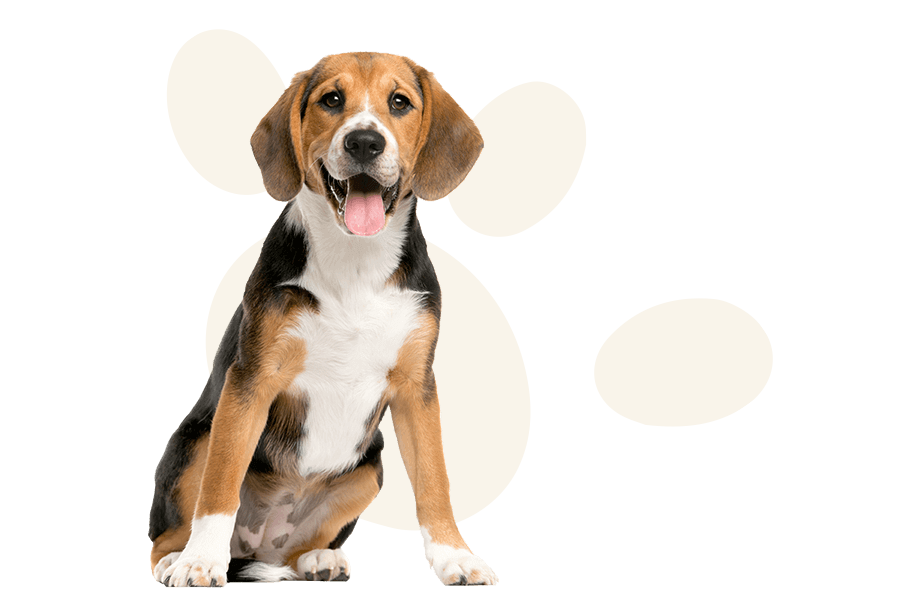 Hotel Canino Happy Can
