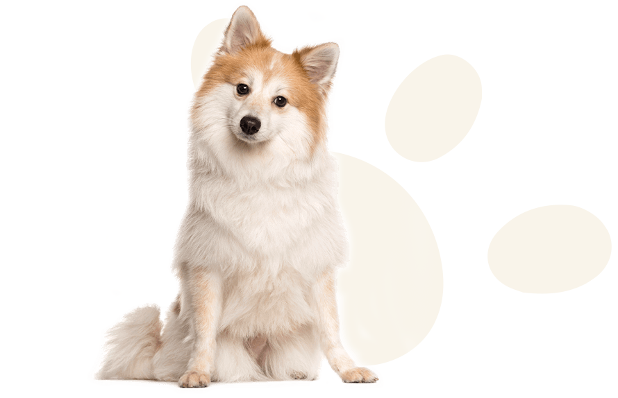 Hotel para perros