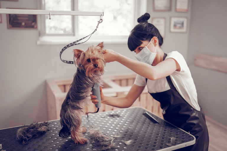 Importancia de la Peluquería Canina