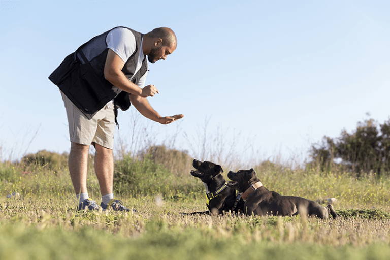 Adiestramiento Canino