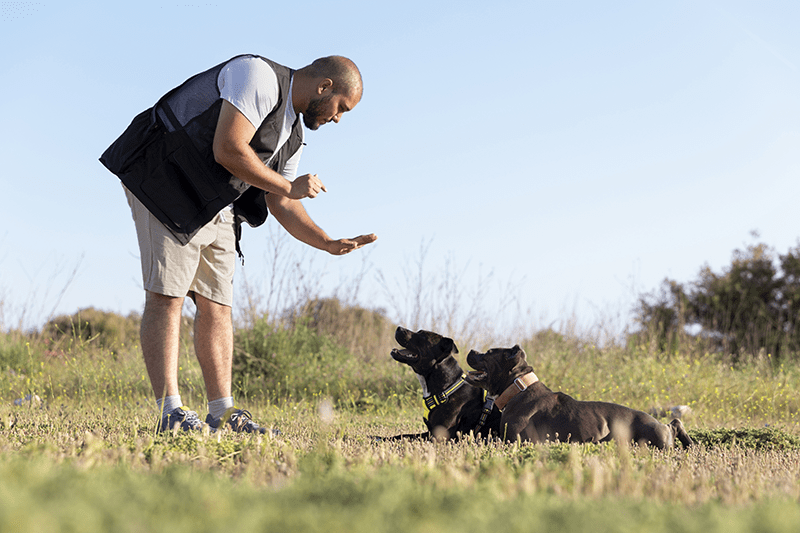 Adiestramiento Canino