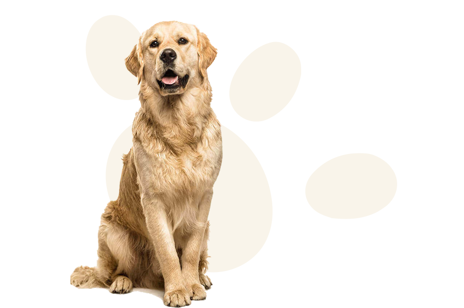 Peluquería Canina Happy Can